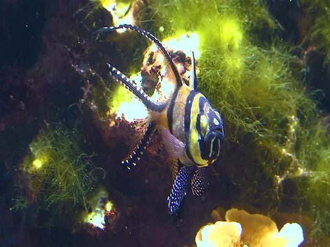 Tropical fish against the background of large predatory sea anemone. Adventure Aquarium, Camden, New Jersey, USA