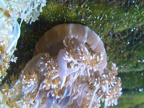 Upsidedown Jellyfish (Cassiopea Andromeda), a jellyfish at the bottom pulsates with a body with poisonous tentacles
