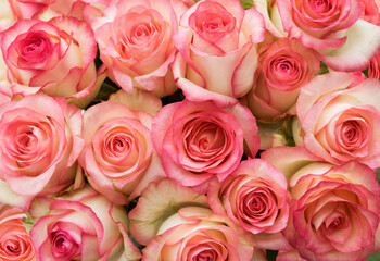 The background is made of delicate rose flowers. Beautiful, bright floral background. Floral wallpaper. Top view. Close-up.