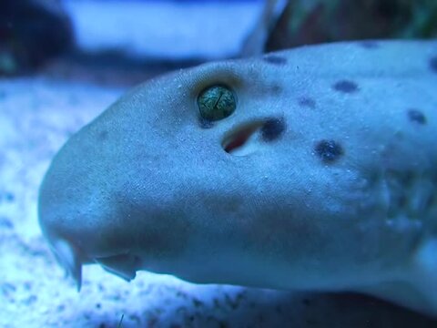 Close-up, head of a spotted cat shark, aquarium in Cambdon USA