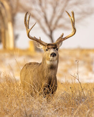 Trophy mule deer buck looking at camera