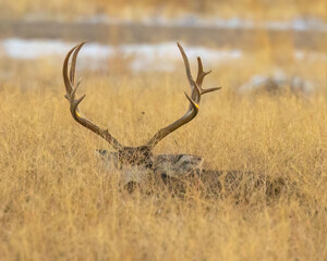Trophy mule deer bedded down in grass