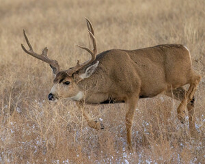 Trophy mule deer buck