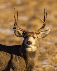 Trophy mule deer buck head shot