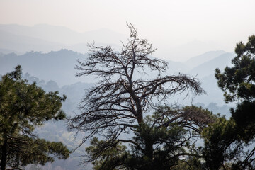 Obraz na płótnie Canvas Big died tree with the background of mountains in haze
