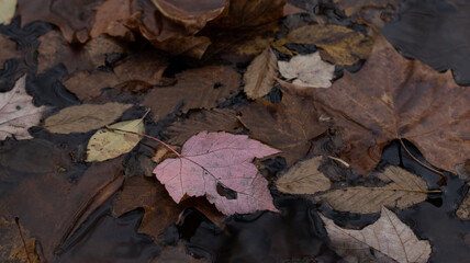 Red Leaf in Water