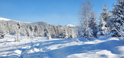 Fototapeta na wymiar clear sunny day in the winter forest high in the mountains. the rays of the sun sparkle on the snow-covered branches of coniferous trees. enjoying the beauty of the winter forest. winter fairy tale