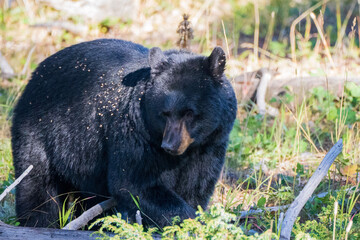brown bear cub © Yi
