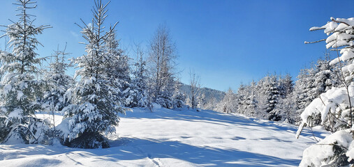 clear sunny day in the winter forest high in the mountains. the rays of the sun sparkle on the snow-covered branches of coniferous trees. enjoying the beauty of the winter forest. winter fairy tale