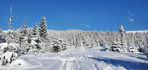 clear sunny day in the winter forest high in the mountains. the rays of the sun sparkle on the snow-covered branches of coniferous trees. enjoying the beauty of the winter forest. winter fairy tale