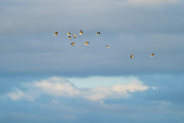 birds in the sky