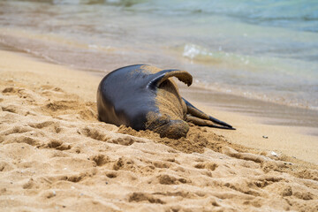 sealion t on the beach