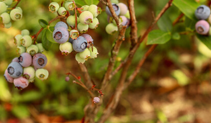 blueberries on a branch