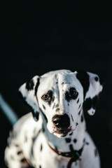 Portrait (Nahaufnahme) eines Hundes (Dalmatiner)