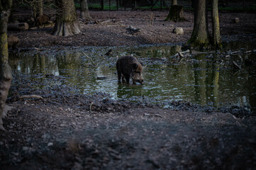 Wildschwein im Wald