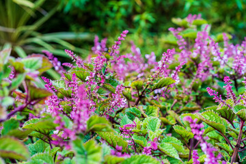 Obraz premium flowers in the garden