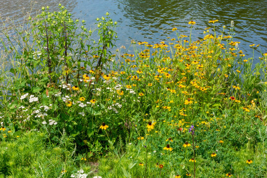 Native Prairie Flowers Growing By The River