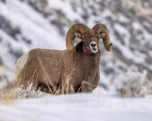 Bighorn sheep ram in snow