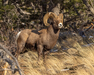 Trophy bighorn sheep ram in woods