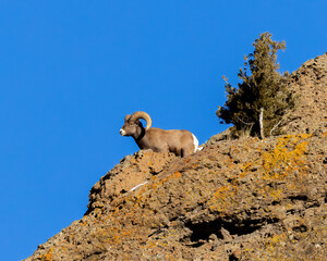 Bighorn sheep ram watching from crest of hill