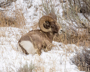 Bighorn sheep ram bedded down in snow