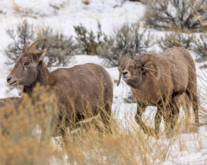 Fototapeta premium Bighorn sheep ram following fertile female ewe