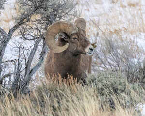 Bighorn sheep ram closeup