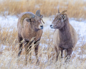 Bighorn sheep ram and ewe in snow
