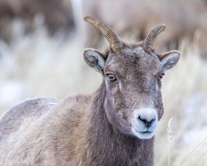 Bighorn sheep female ewe