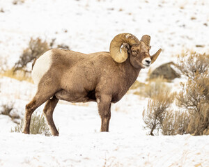 Bighorn sheep in snow