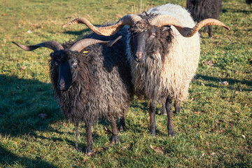 Bauernhof, Tiere, Mufflon