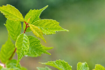 Sakura branch with young green leaves on a blurred background. Raindrops on cherry blossom leaves