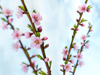 Peach branches with pink flowers on the background of the sky