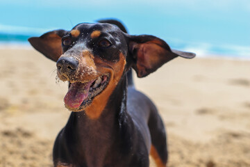 Dachshund pup playing and having fun on the beach