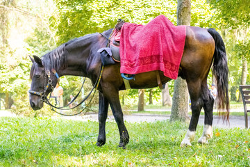 A horse in a beautiful harness in the park on green grass