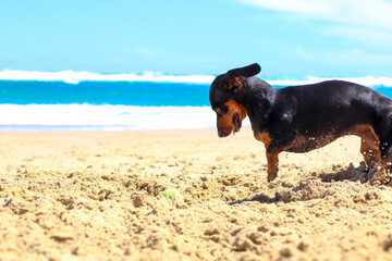 Dachshund pup playing and having fun on the beach