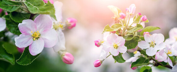 A branch of an apple tree with white and pink flowers in sunlight