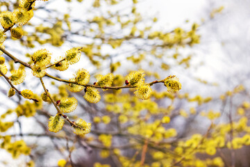 Willow branches with fluffy catkins in the woods on a light blurred background