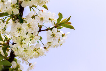 Cherry branch with white flowers on a background of blue sky