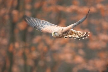 Falco tinnunculus, , common kestrel, Poštolka obecná in the flight