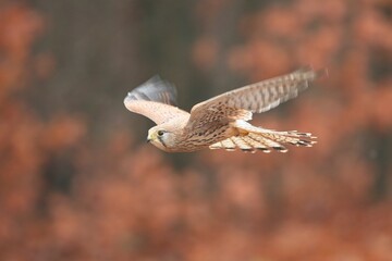 Falco tinnunculus, , common kestrel, Poštolka obecná in the flight