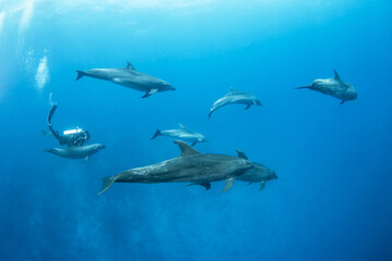 Bottlenose dolphin, French Polynesia