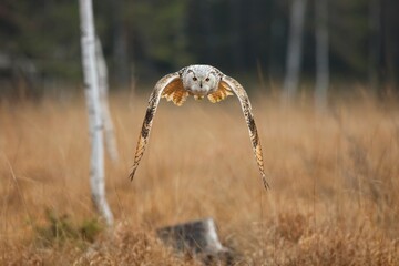 Bubo bubo sibiricus, Siberian eagle-owl, Výr velký západosibiřský. Autumn scene with Big Eastern Siberian Eagle Owl in the forest. 