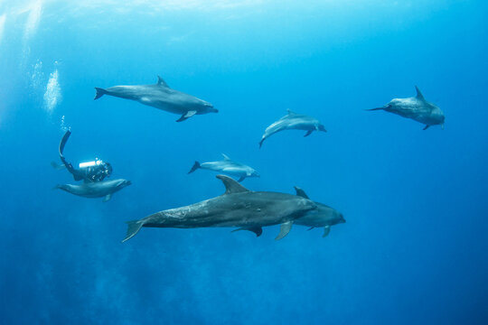 Bottlenose dolphin, French Polynesia © Tropicalens
