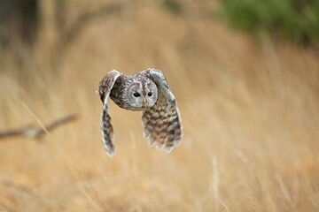 Strix aluco, , Tawny owl, Puštík obecný. Also called the brown owl, is commonly found in woodlands across Europe to western Siberia.