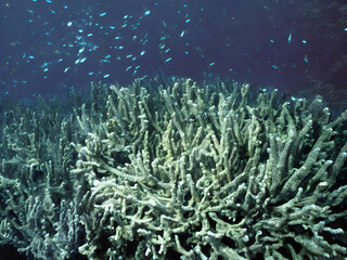 Fototapeta na wymiar corals, coral reef