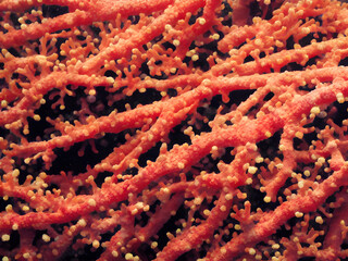 corals, coral reef