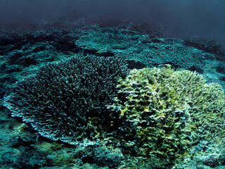 corals, coral reef