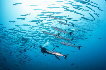 Fototapeta na wymiar Group of barracuda and diver, French Polynesia