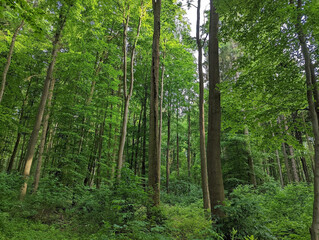 Dense green forest